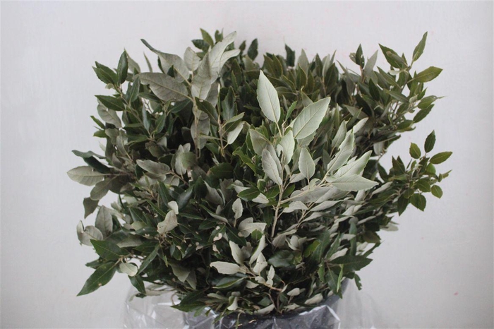 <h4>Steeneik Leaves P Bunch</h4>