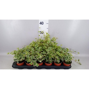 Hedera helix 'White Wonder'