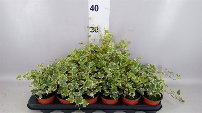 <h4>Hedera helix 'White Wonder'</h4>