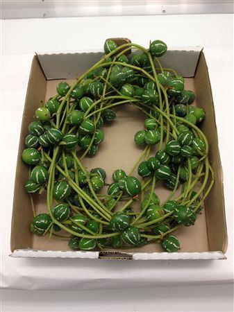 <h4>Diplocyclos Palmatus</h4>