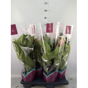 Medinilla magnifica