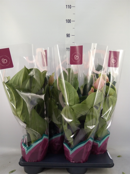 <h4>Medinilla magnifica</h4>