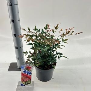 Nandina domestica Obsessed ('Seika'PBR)