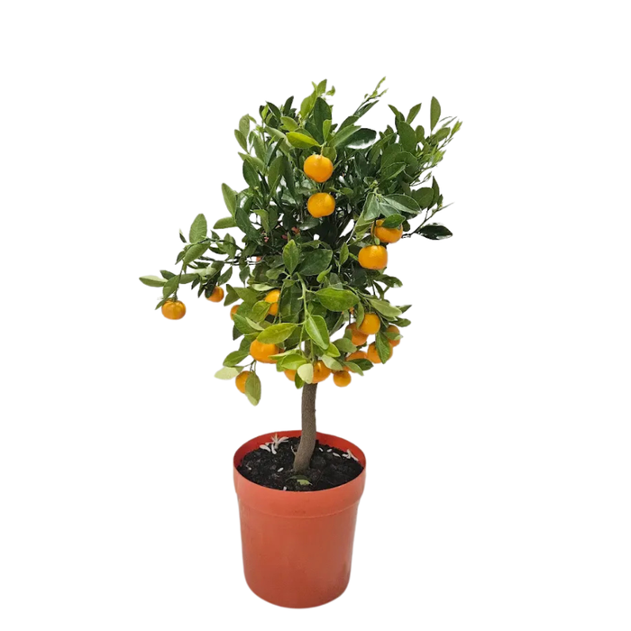 <h4>Citrus hystrix</h4>