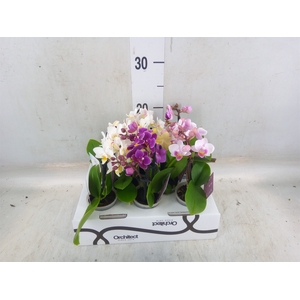Phalaenopsis   ...mini