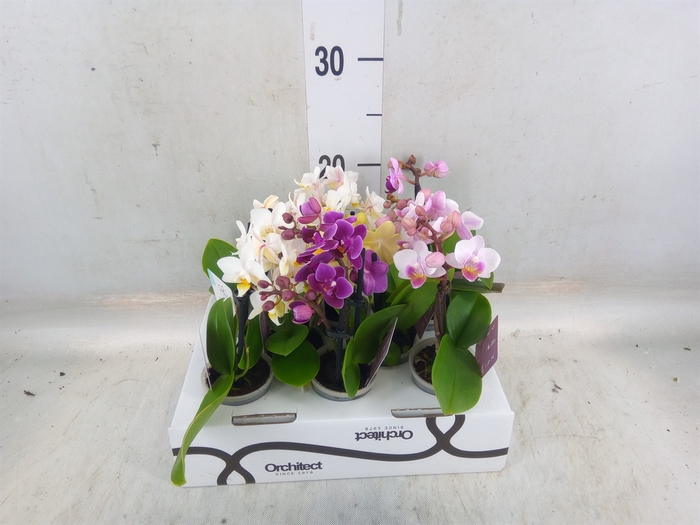 <h4>Phalaenopsis   ...mini</h4>