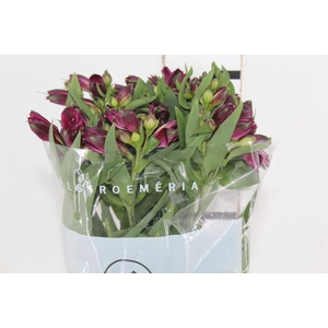 ALSTROEMERIA POMPEII 080 CM