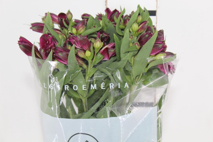 <h4>ALSTROEMERIA POMPEII 080 CM</h4>