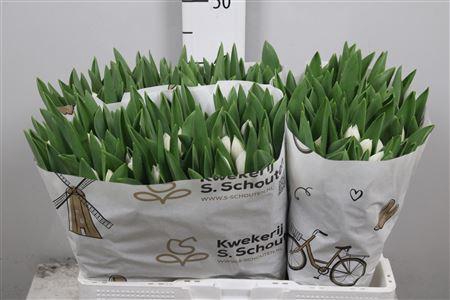 <h4>Tu En Royal Virgin</h4>