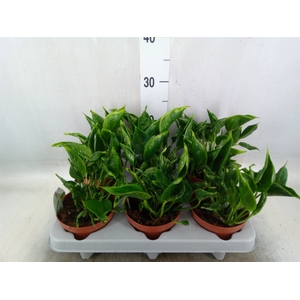 Epipremnum   ...
