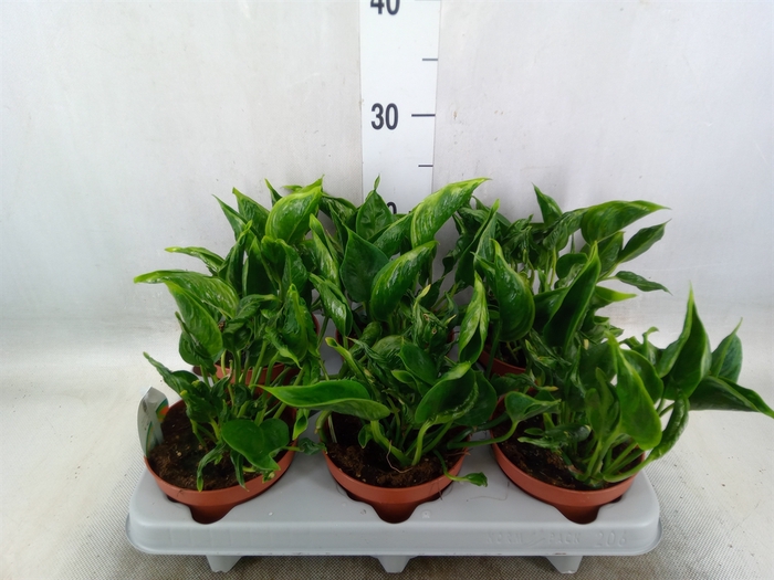 <h4>Epipremnum   ...</h4>