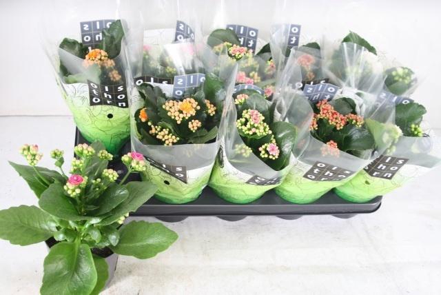 <h4>KAL GE GEM 5 KL</h4>