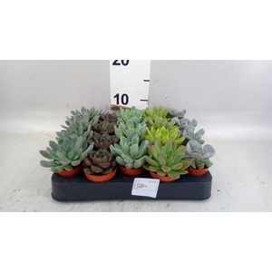 Echeveria   ...mix