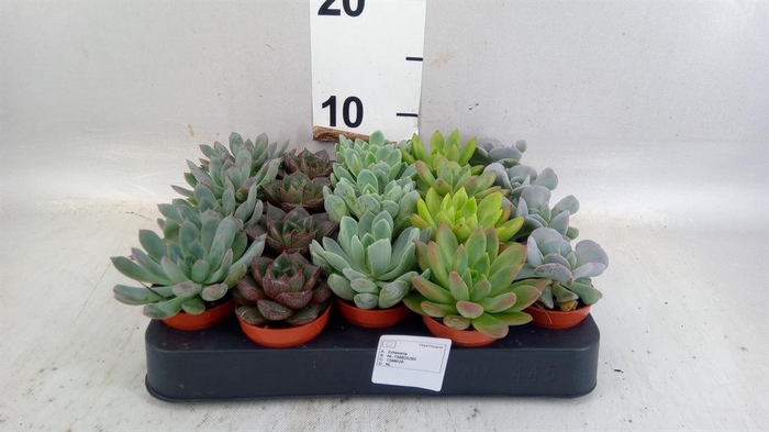 <h4>Echeveria ...mix</h4>