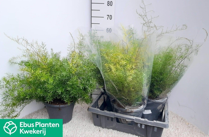 <h4>ASPAR D SPRENGERI</h4>