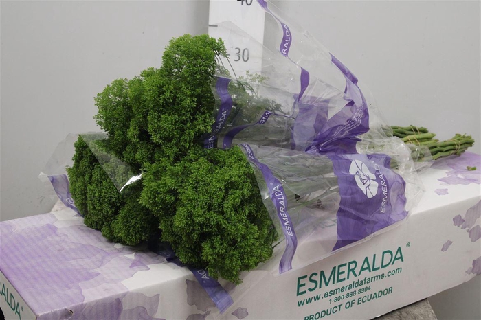 <h4>Trach Jade (box)</h4>