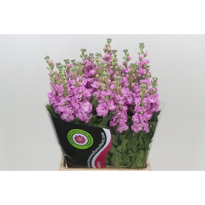 Matthiola Iron Pink