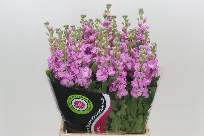 Matthiola Iron Pink