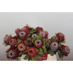 Banksia coccinea