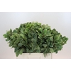 Pittosporum Ilan
