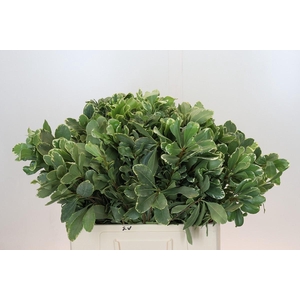 Pittosporum Ilan