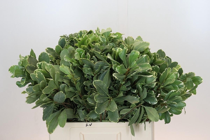 <h4>Pittosporum Ilan</h4>