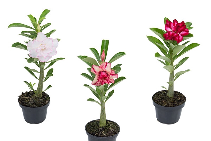 ROSA DO DESERTO DOBRADO P11