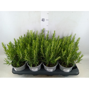 Rosmarinus offi.   ...