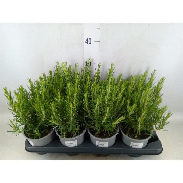 <h4>Rosmarinus offi.   ...</h4>