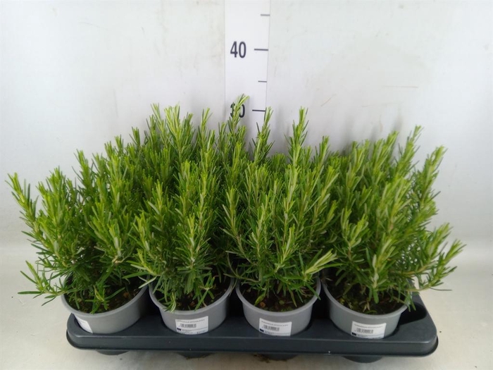 Rosmarinus offi.   ...