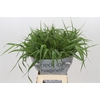 Panicum Fountain