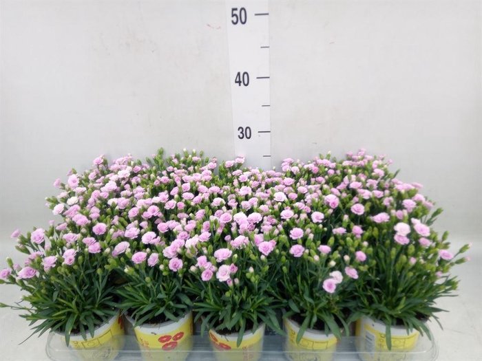 <h4>Dianthus allw. 'Lucky Lips Lola'</h4>