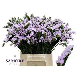 LIM S TESSA LAVENDER