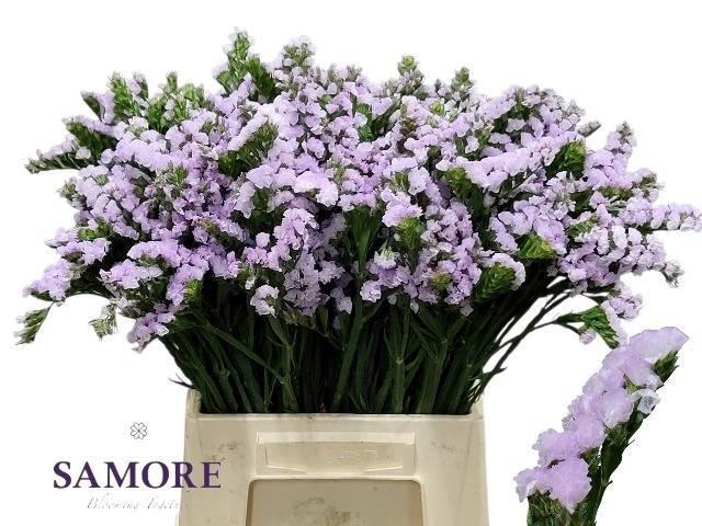 <h4>LIM S TESSA LAVENDER</h4>