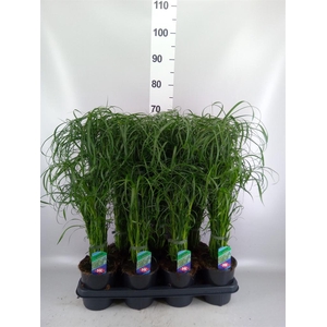 Cyperus alternifolius