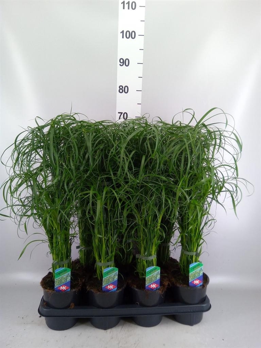 <h4>Cyperus alternifolius</h4>