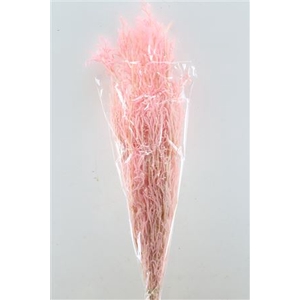 Pres Licopodium Long L Pink Bunch