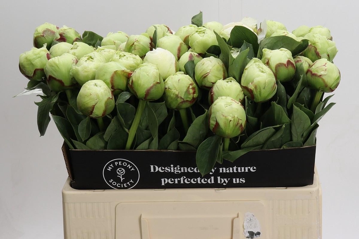 Paeonia Ivory Victory