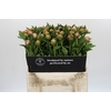 Paeonia Etched Salmon