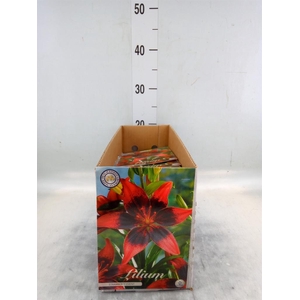 Flowerbulbs, corns or tubers   ...