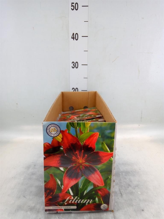 <h4>Flowerbulbs, corns or tubers   ...</h4>