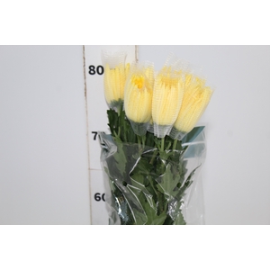 ANASTASIA SUNNY 080 CM AMARELO
