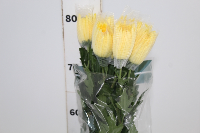 ANASTASIA SUNNY 080 CM AMARELO