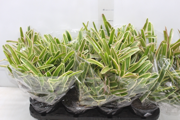 <h4>NEOREGELIA VARIEGATA P13</h4>