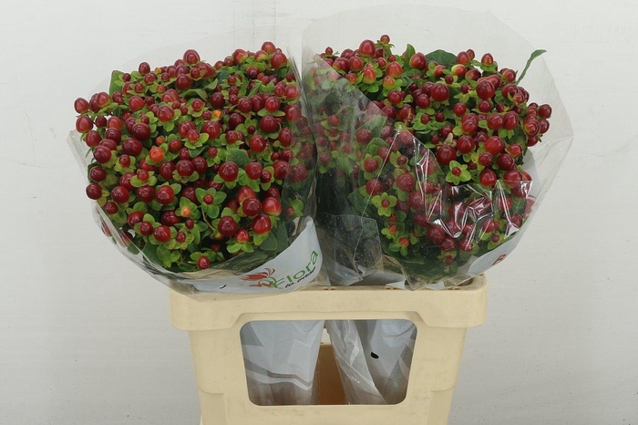 <h4>Hyp Mag Seasons</h4>