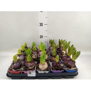 Hyacinthus orie.   ...mix 4