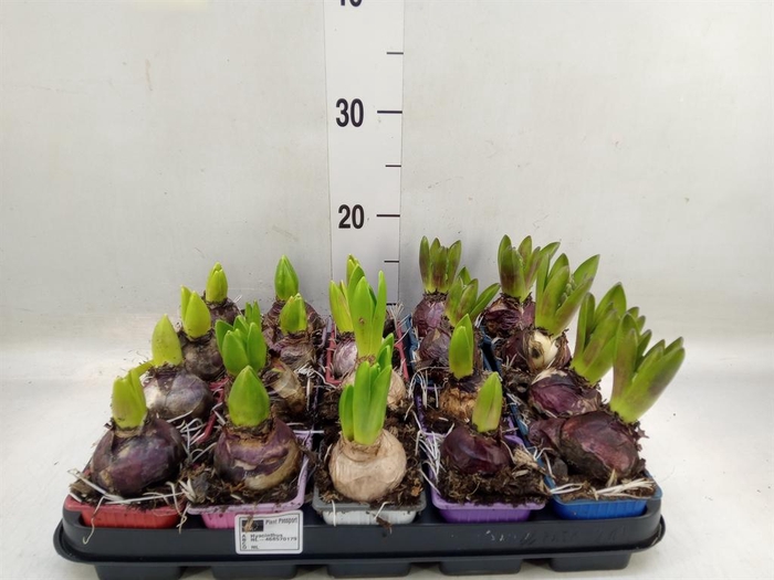 <h4>Hyacinthus orie.   ...mix 4</h4>