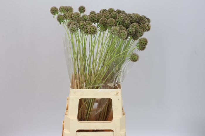 <h4>Scabiosa Stellata</h4>