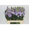 Matthiola Iron Marine