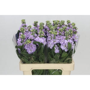 Matthiola Iron Marine